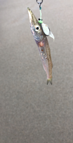 カマスの釣果