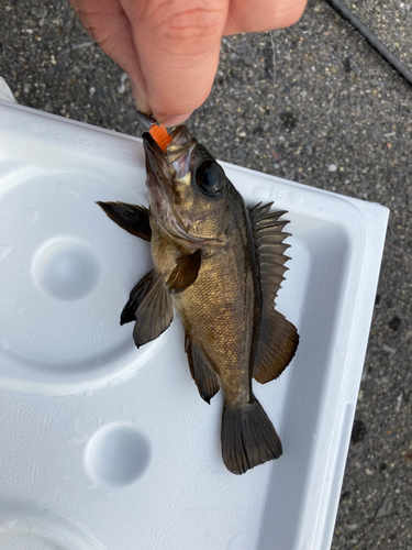 メバルの釣果