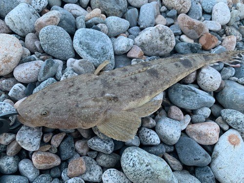 マゴチの釣果