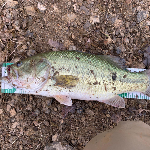 ラージマウスバスの釣果