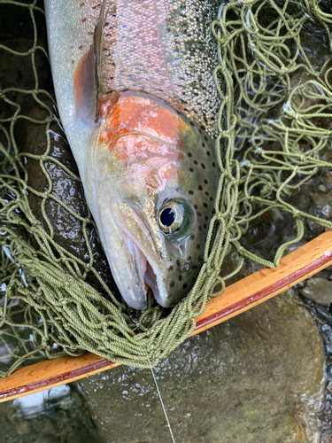 ニジマスの釣果