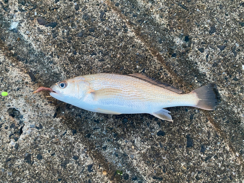 イシモチの釣果