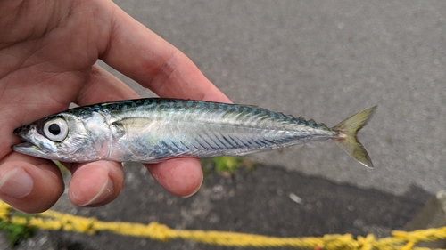 サバの釣果