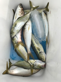 ワカシの釣果