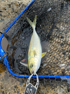 ワカシの釣果