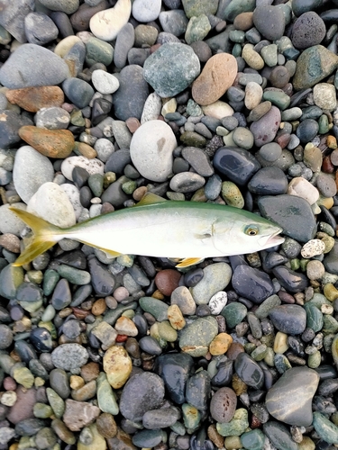 ワカシの釣果