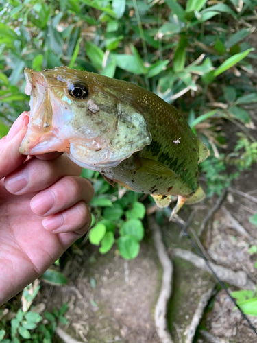 ラージマウスバスの釣果