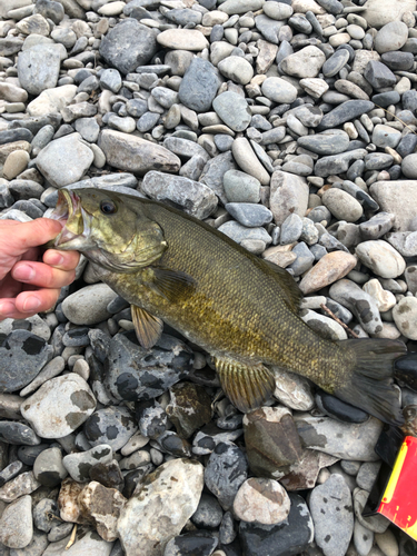 スモールマウスバスの釣果