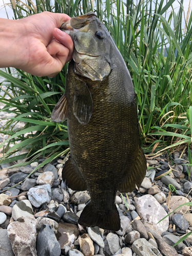 スモールマウスバスの釣果