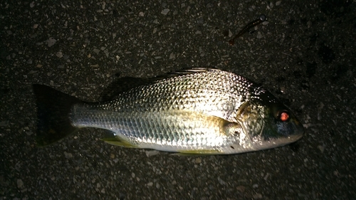 ホシミゾイサキの釣果