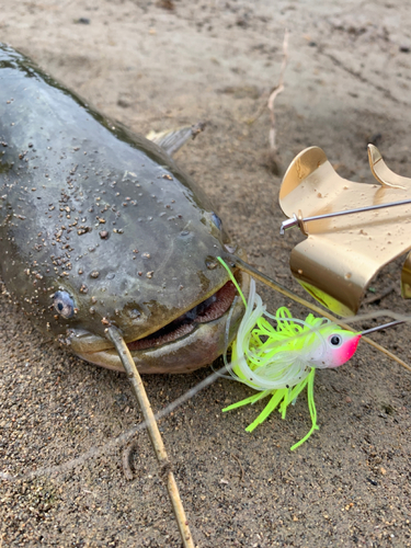 ナマズの釣果