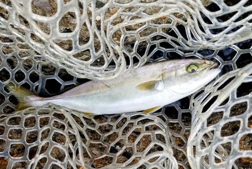 ワカシの釣果