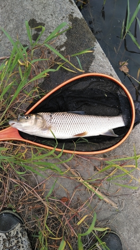 ニゴイの釣果