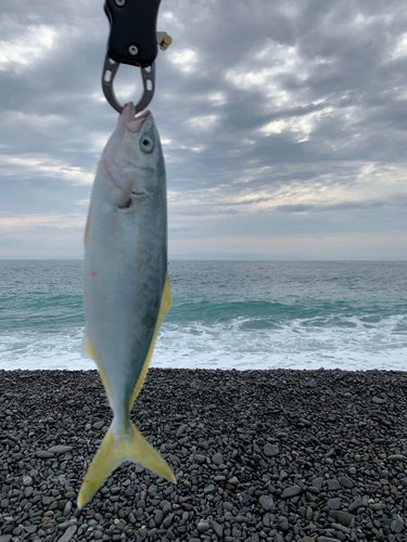 ワカシの釣果