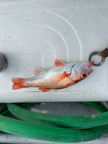 アカムツの釣果