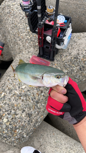 ツバスの釣果