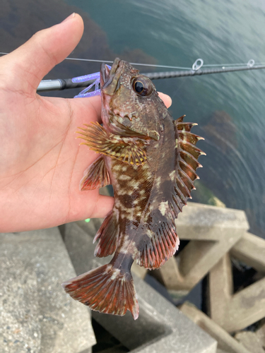 カサゴの釣果