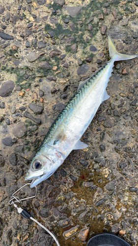 サバの釣果