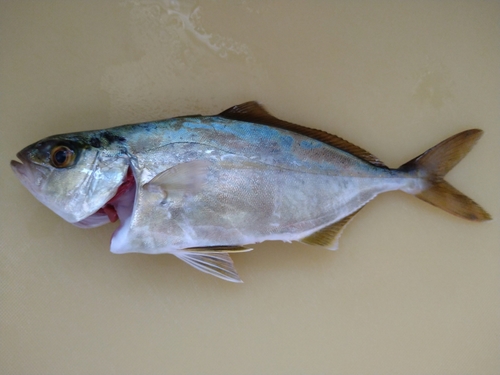 ショゴの釣果