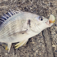 キビレの釣果