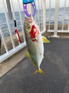 ワカシの釣果