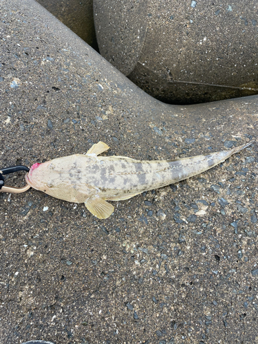 マゴチの釣果