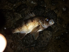 メバルの釣果