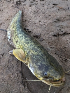 ナマズの釣果