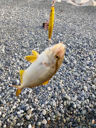 ショゴの釣果