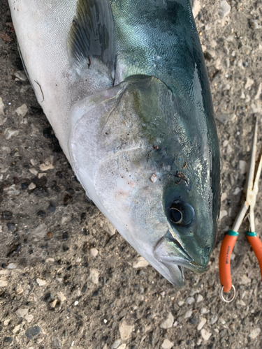 イナダの釣果