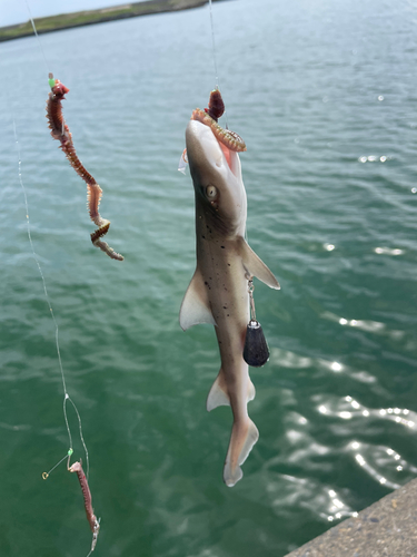 サメの釣果