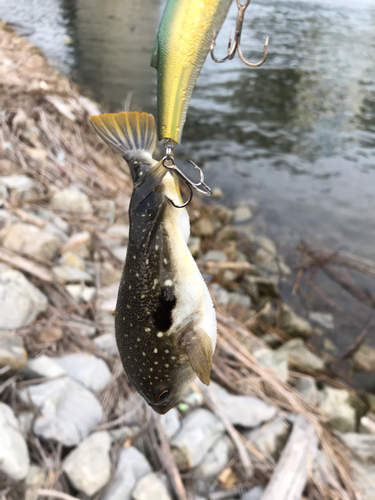 フグの釣果