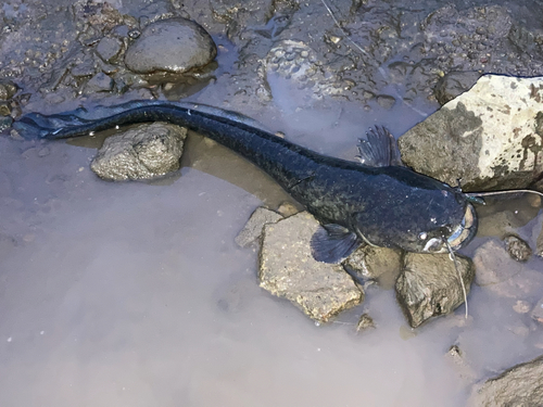 ナマズの釣果