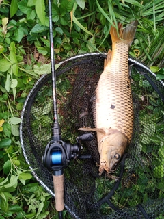 コイの釣果