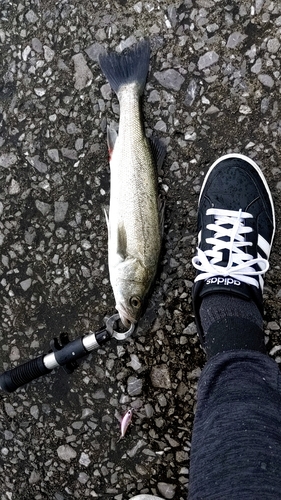 セイゴ（マルスズキ）の釣果