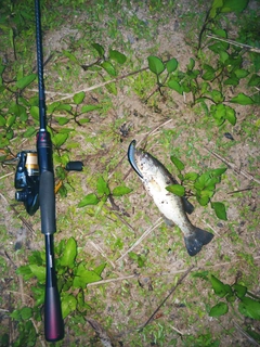 ブラックバスの釣果