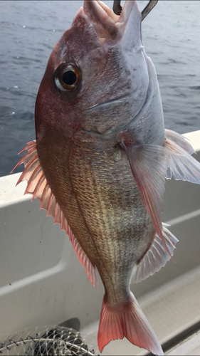 マダイの釣果