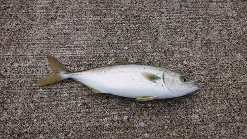 ワカシの釣果