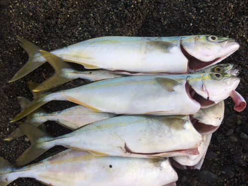 ワカシの釣果