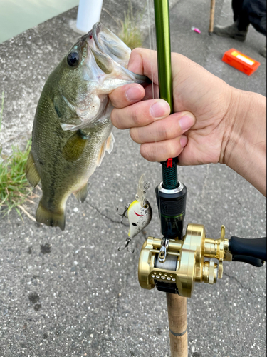 ラージマウスバスの釣果