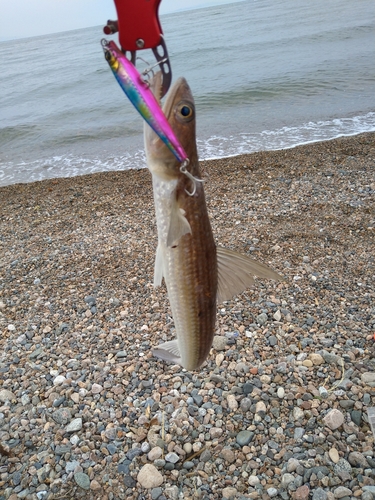 エソの釣果