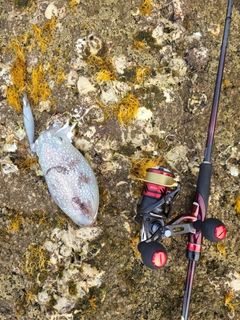 コウイカの釣果