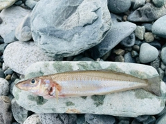 キスの釣果