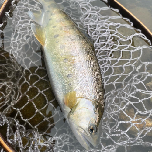 ヤマメの釣果