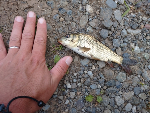 コイの釣果