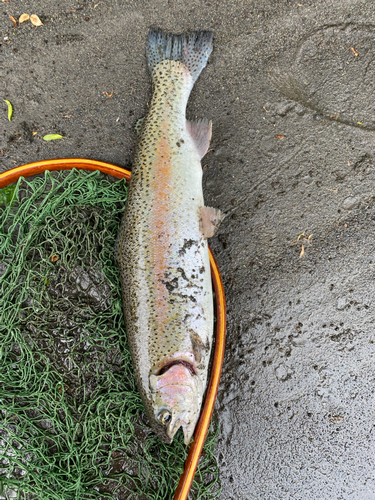 ニジマスの釣果