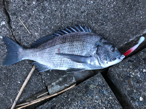 クロダイの釣果