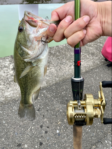 ラージマウスバスの釣果