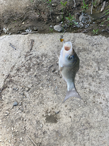 コイの釣果