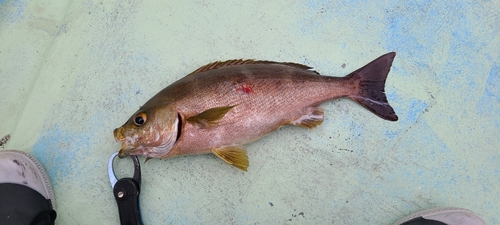 イサキの釣果